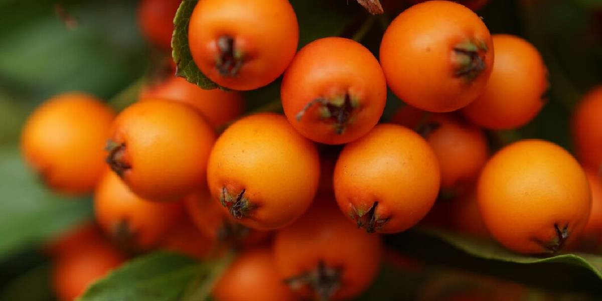 alic-otu-faydalari-1