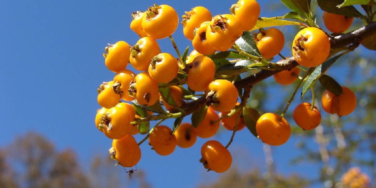 alic-otu-faydalari-3