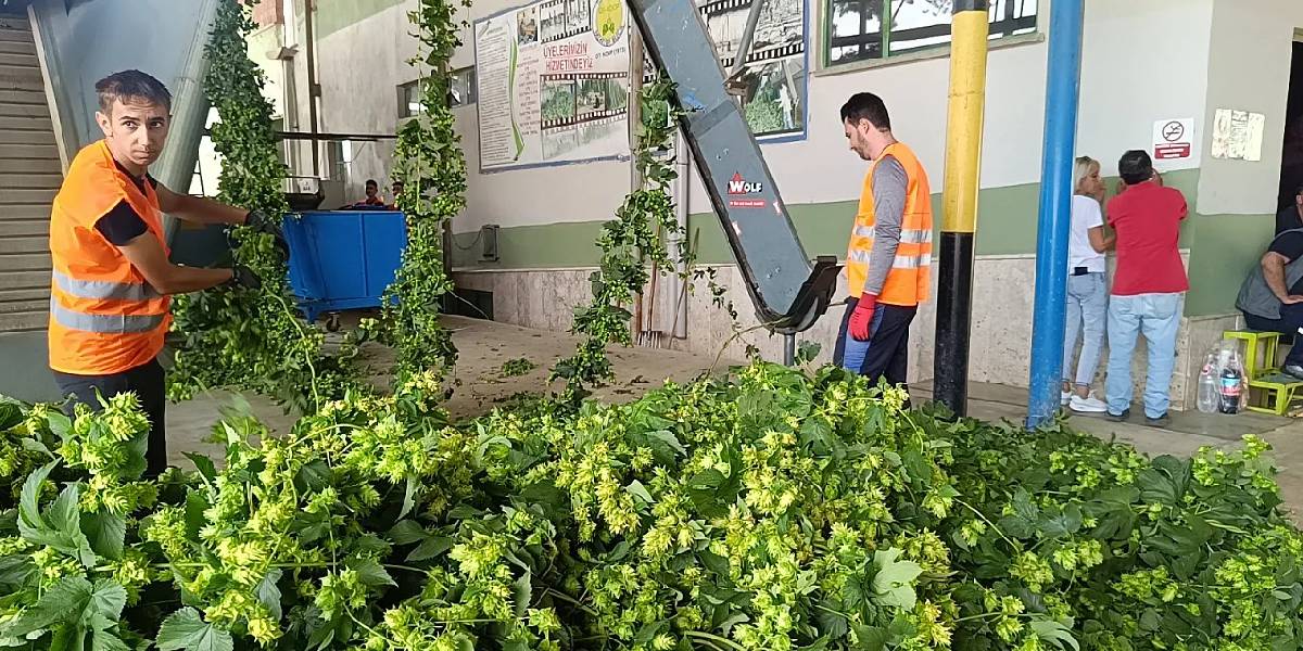 bilecikte-serbetciotu-hasadi-1