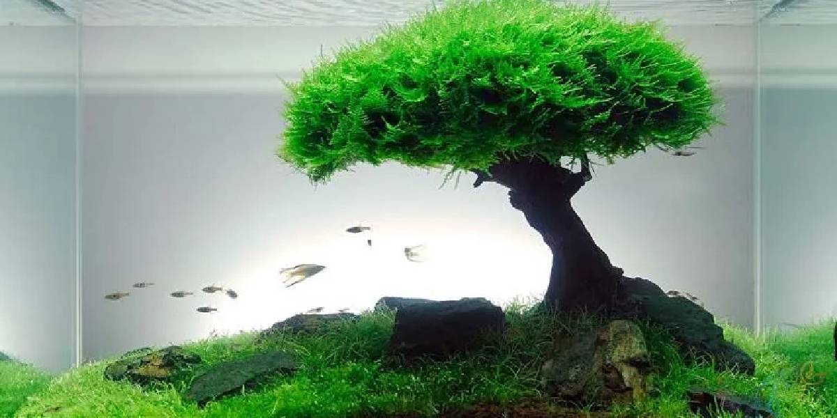 eve-mutluluk-ve-huzur-getiren-esyalar