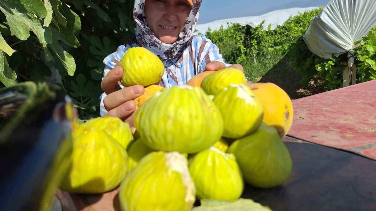 resim-2025-08-25-011015661