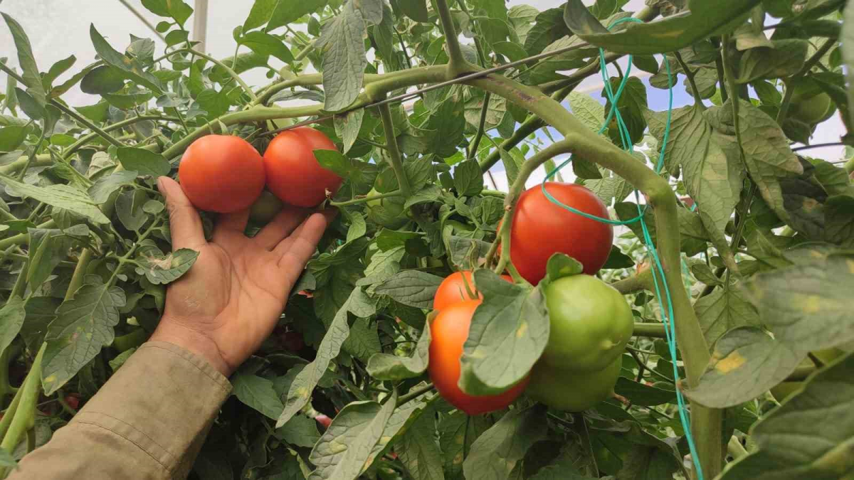 resim-2025-08-25-204737623