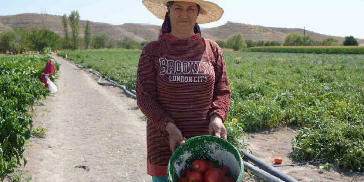 ayas-domatesi-hasadi-basladi-1