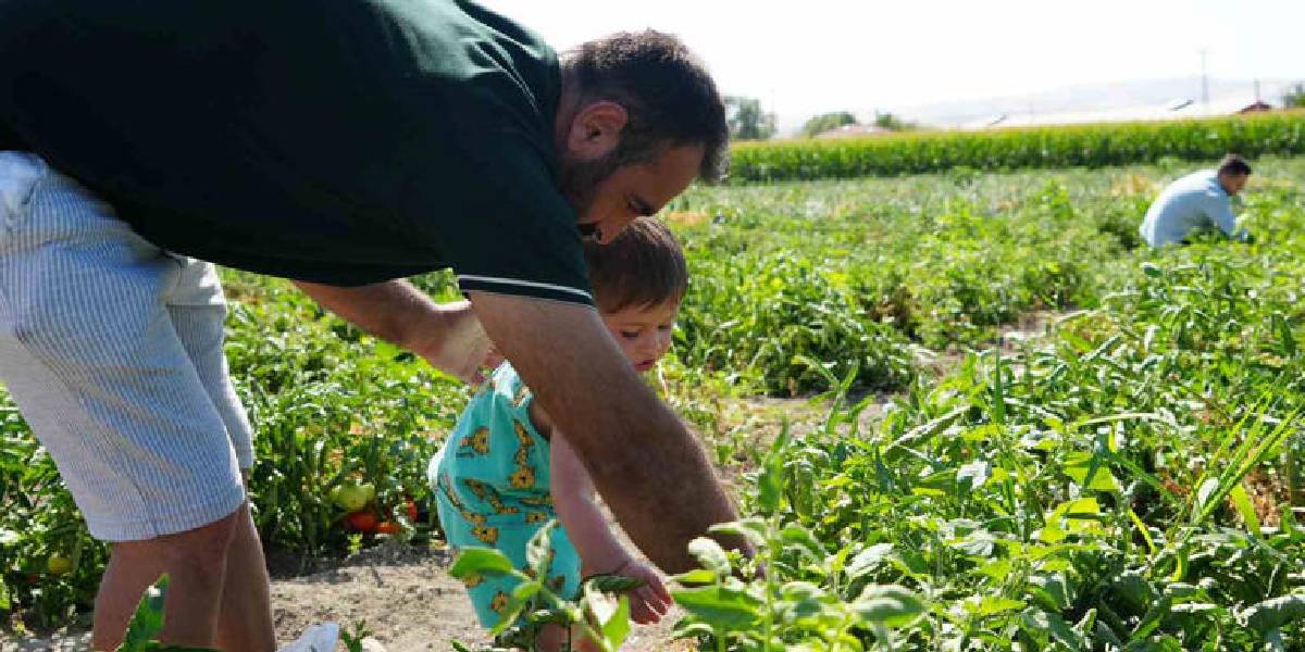 ayas-domatesi-hasadi-basladi-2