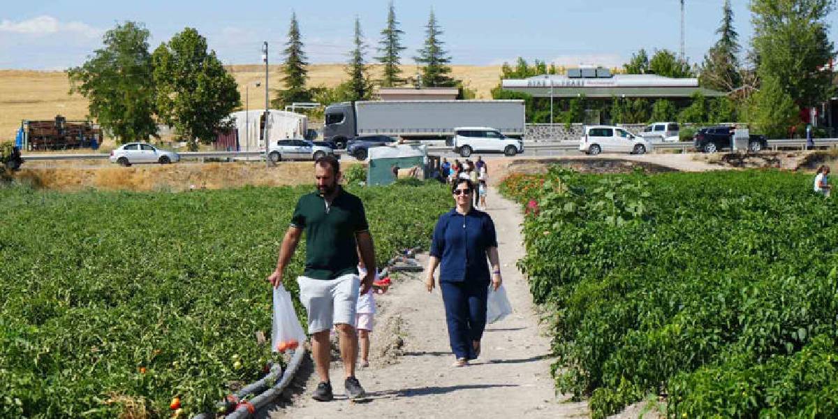 ayas-domatesi-hasadi-basladi-3