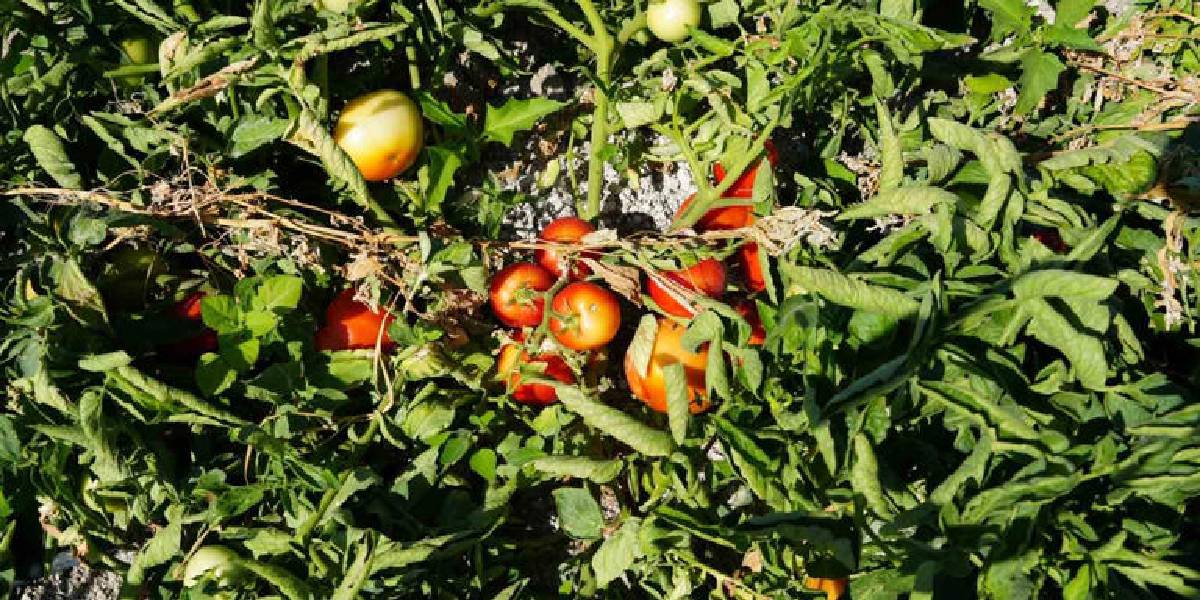 ayas-domatesi-hasadi-basladi-4