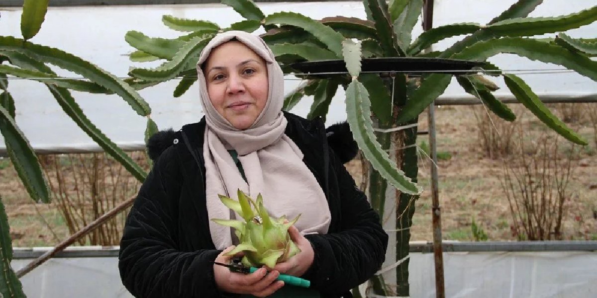 nese-ozbek-ejder-meyvesi