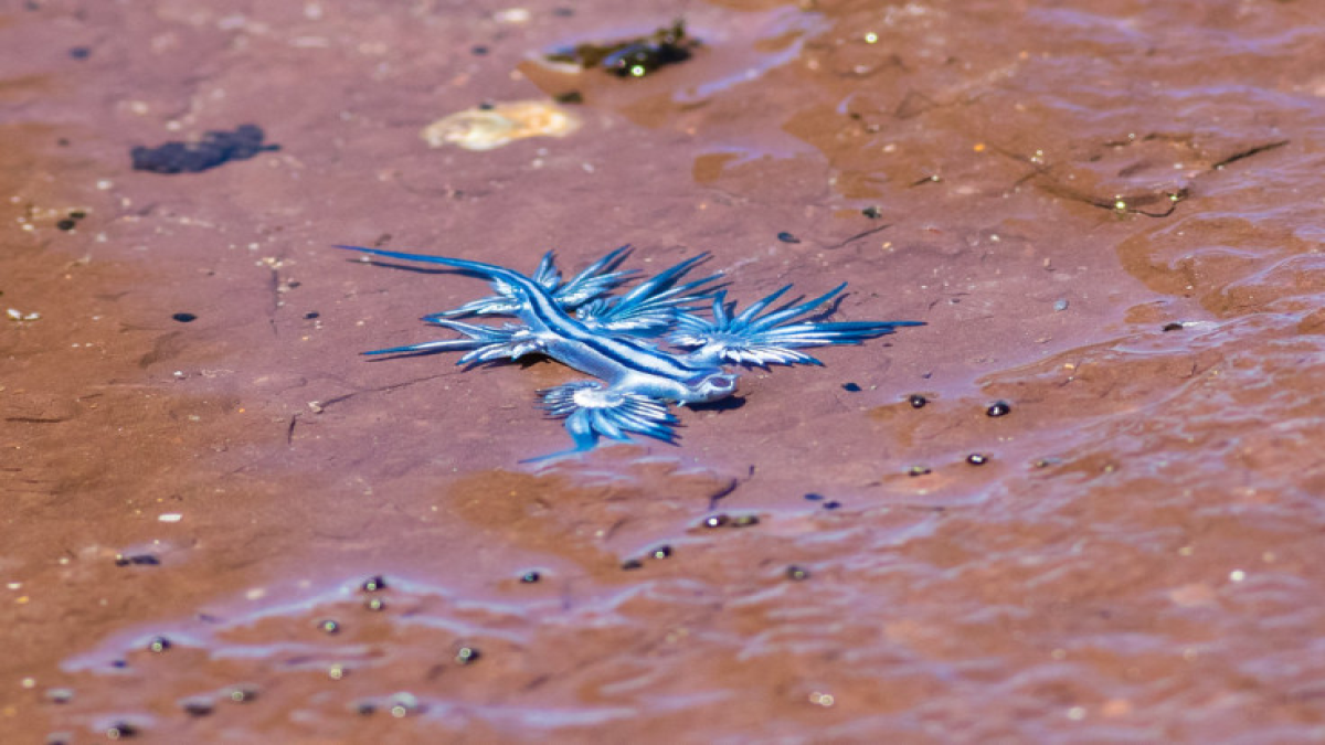 resim-2025-08-26-232215352