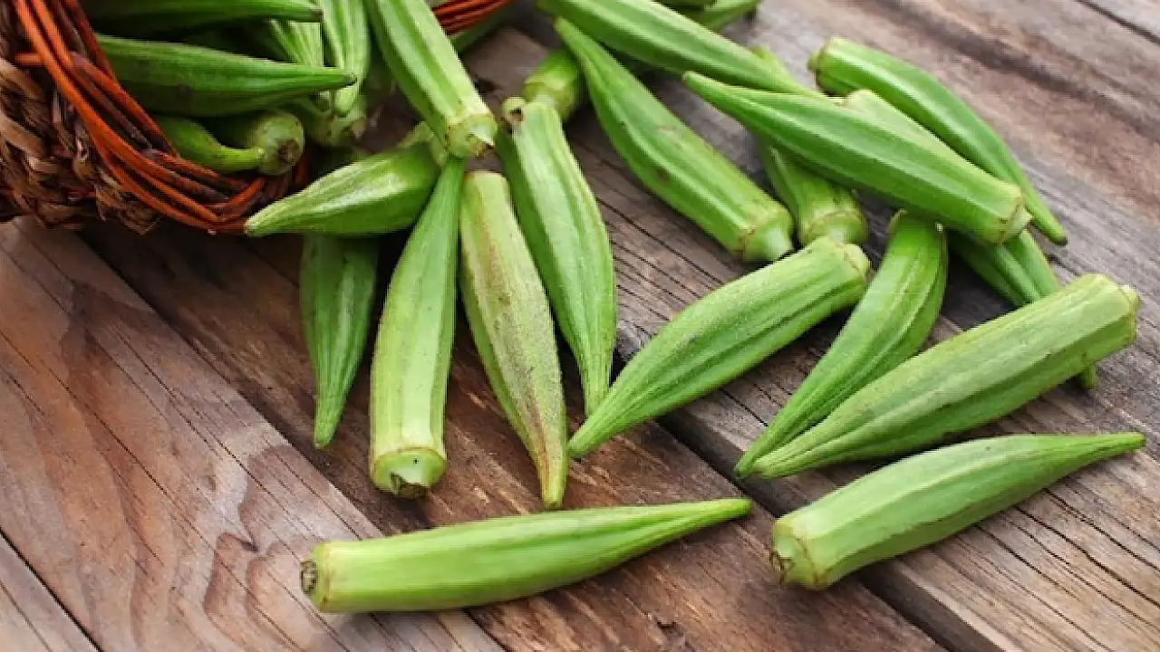 torbalida-bamya-nobeti-669de1