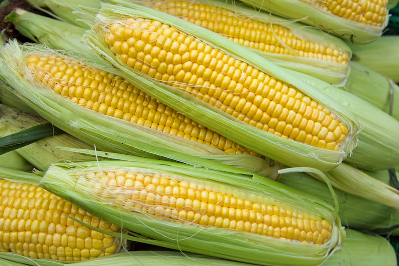 group-of-sweetcorn-with-husks