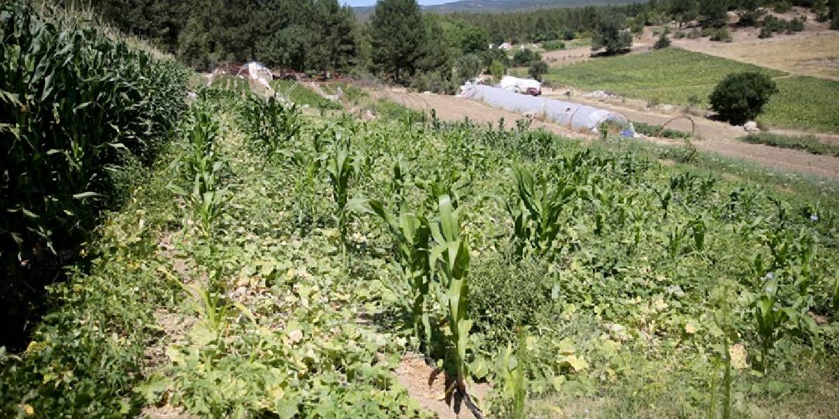 safranboluda-ata-tohumundan-1