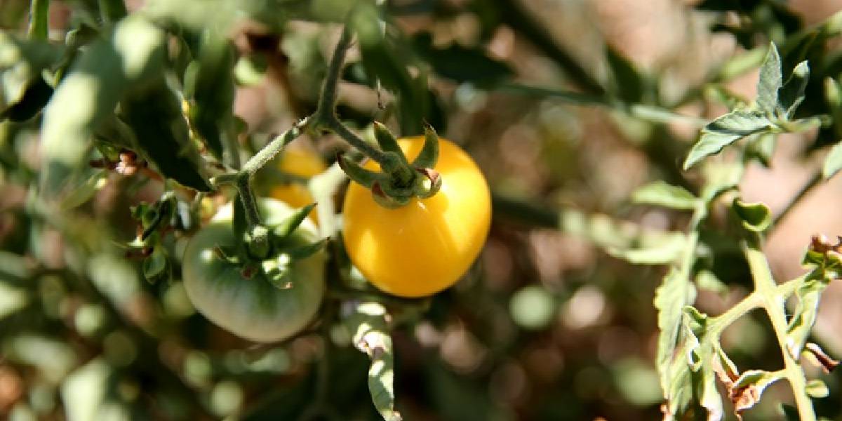 safranboluda-ata-tohumundan-3