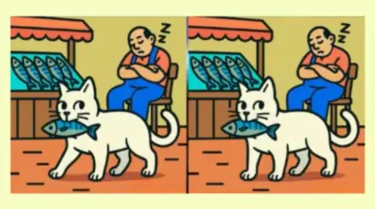 balik-kedi-farklar-f2na