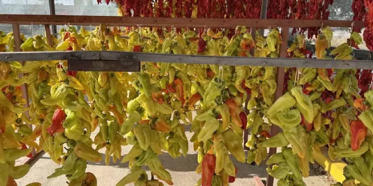 denizli-kale-biberi-1