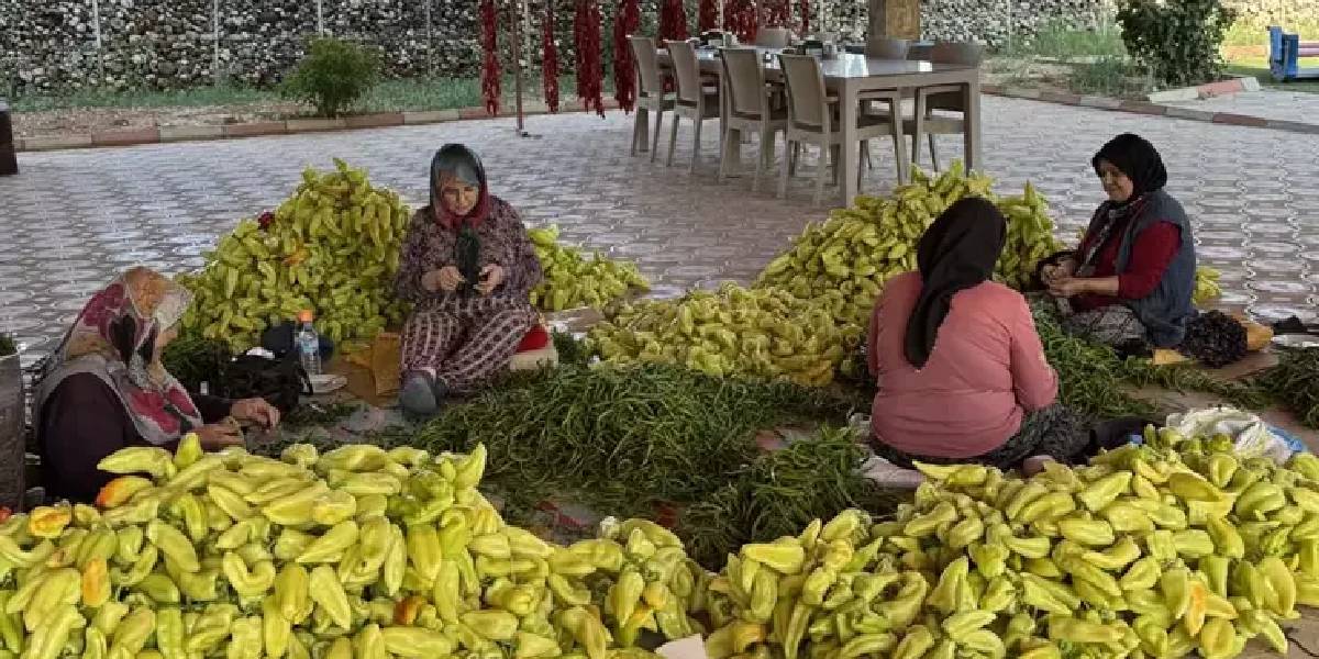 denizli-kale-biberi-2