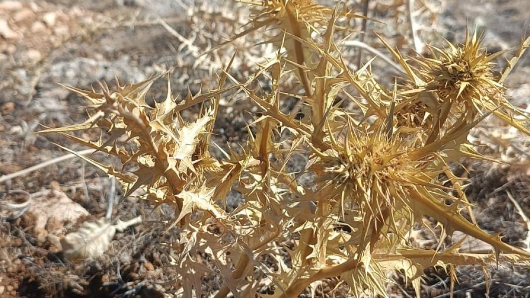 dogada-kendiliginden-yetisiyor-kilosu-10-bin-tllik-altin-degerinde-1