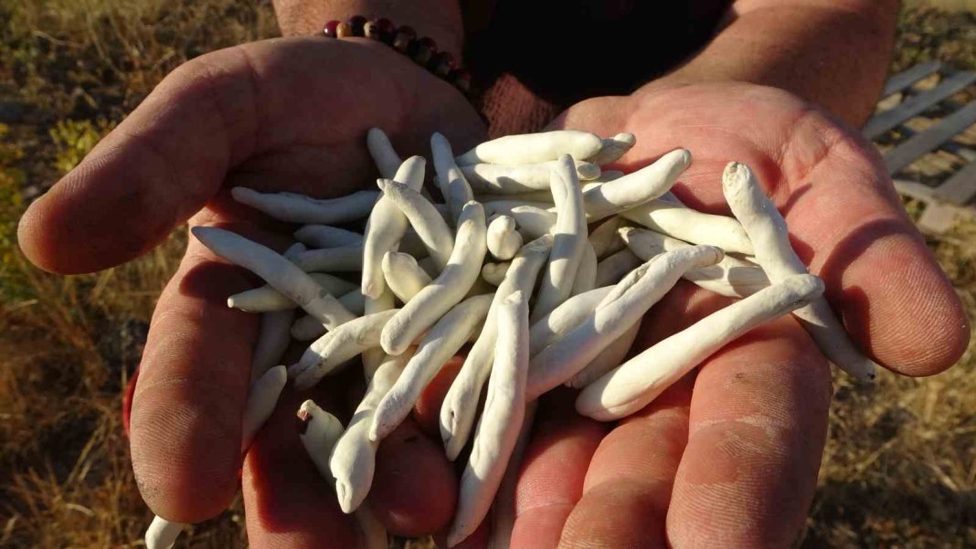 dogada-kendiliginden-yetisiyor-kilosu-10-bin-tllik-altin-degerinde-2