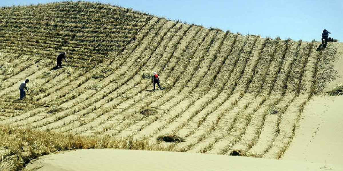 taklamakan-colu-yesillendirme