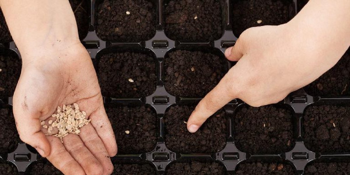 domates-tohumu-fidelemek