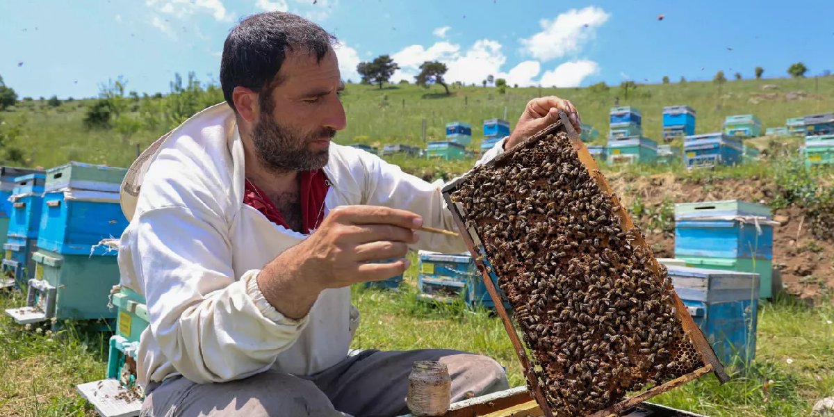 engin-ekinci-ari-ekmegi