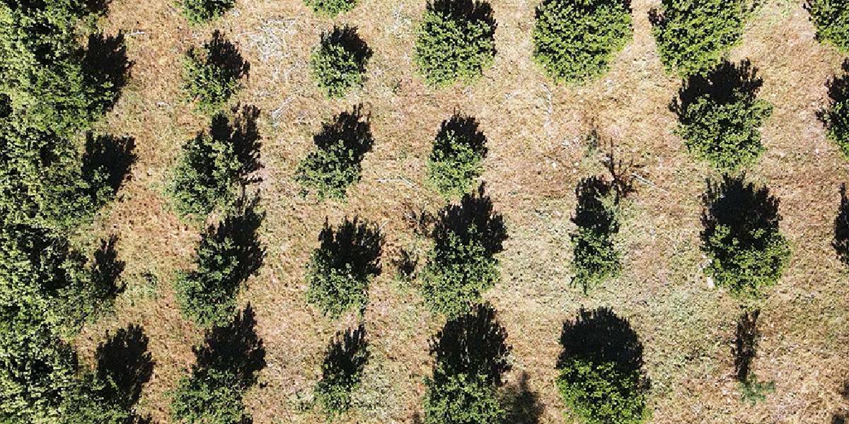 muglada-sakiz-agaci-1