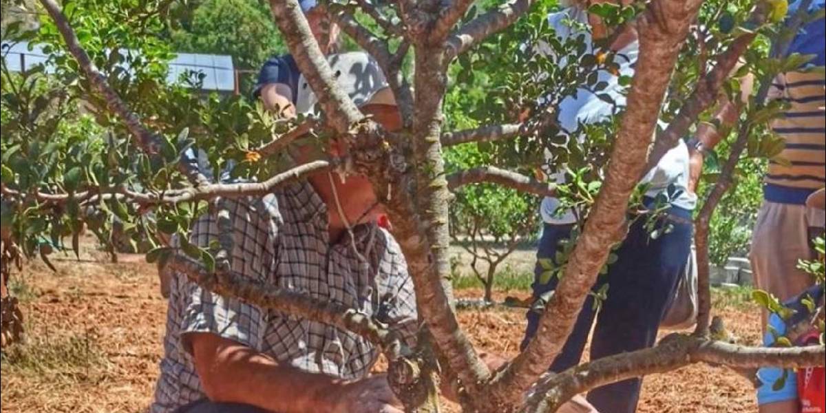 muglada-sakiz-agaci-2