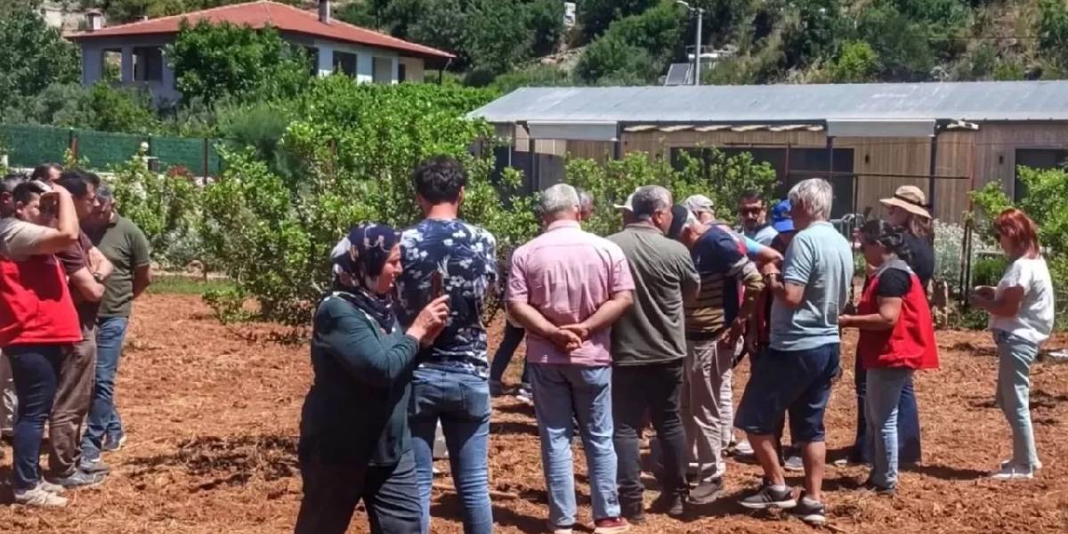 muglada-sakiz-agaci-3