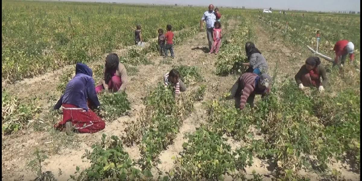 nigdede-fasulye-hasadi-basladi-1