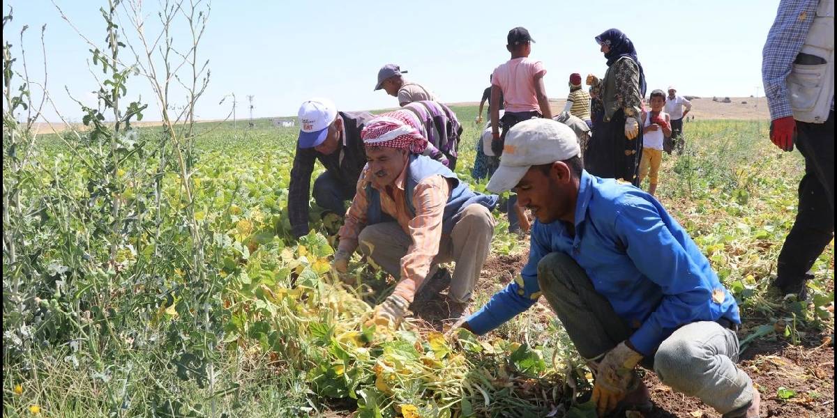 nigdede-fasulye-hasadi-basladi-2