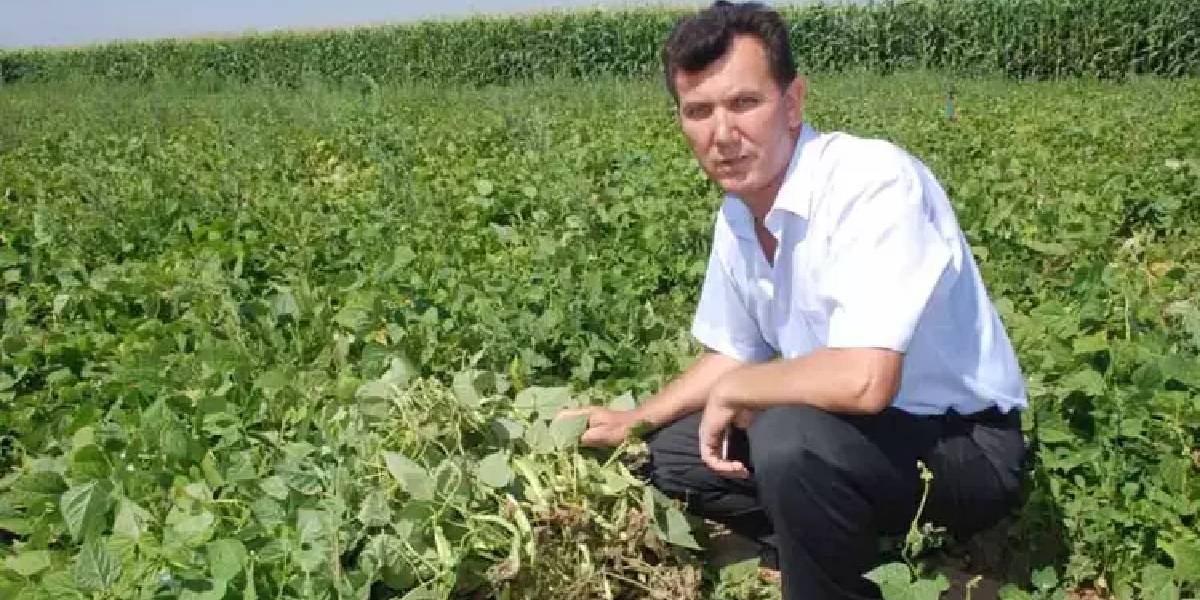 nigdede-fasulye-hasadi-basladi-3