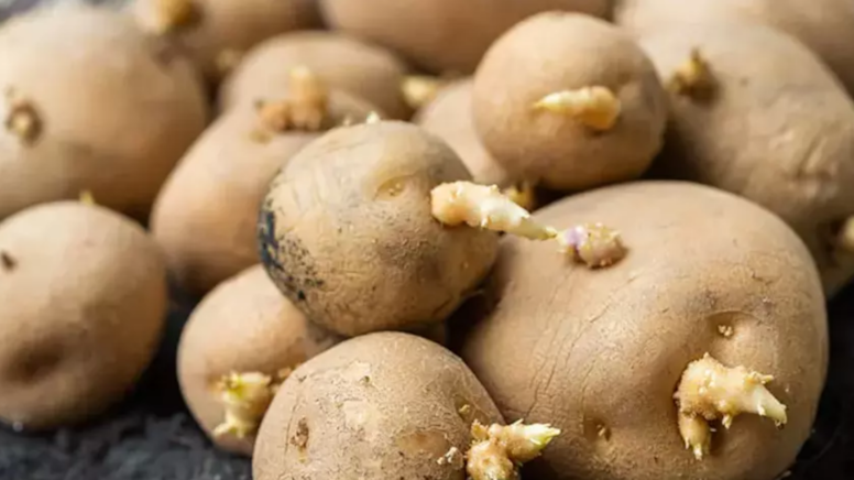 patates3png-26irpcoz8kaddihh1fchka