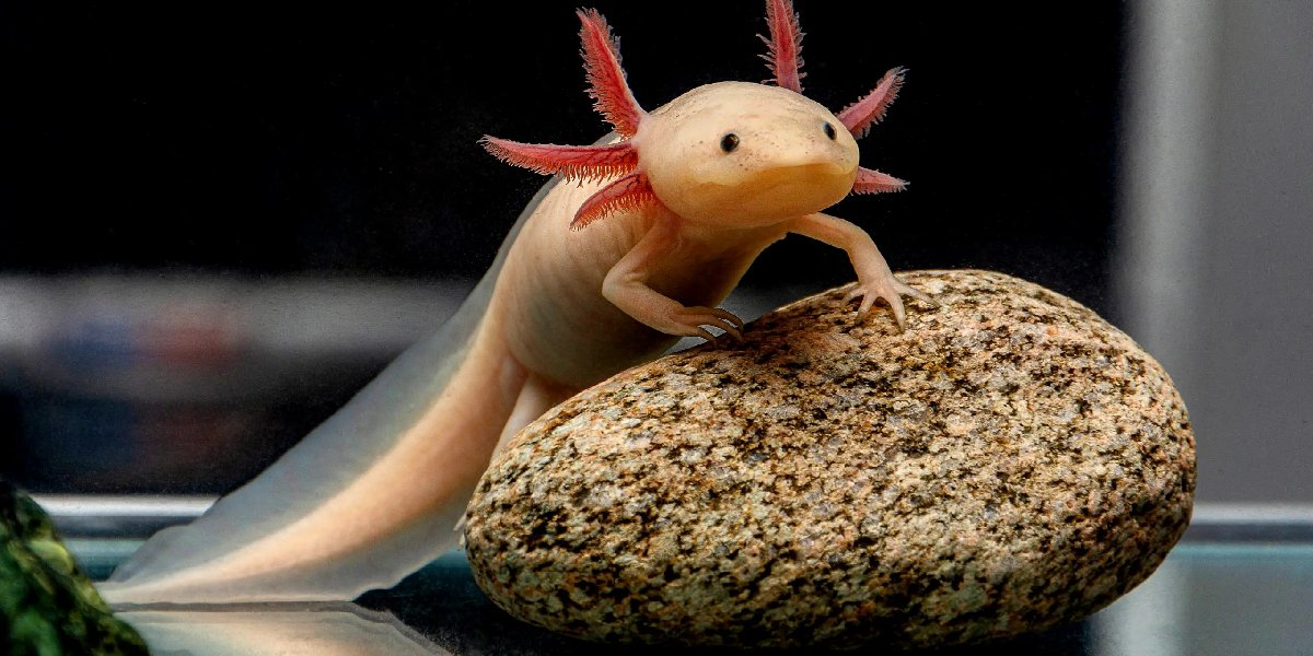 axolotl-nedir