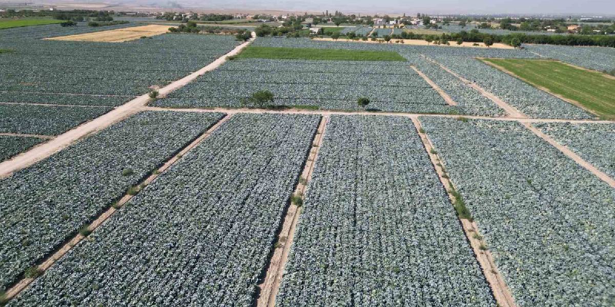 nigdede-lahana-hasadi-1