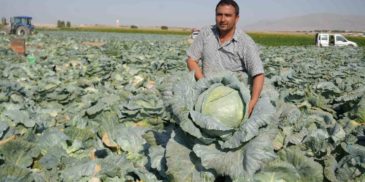 nigdede-lahana-hasadi-2