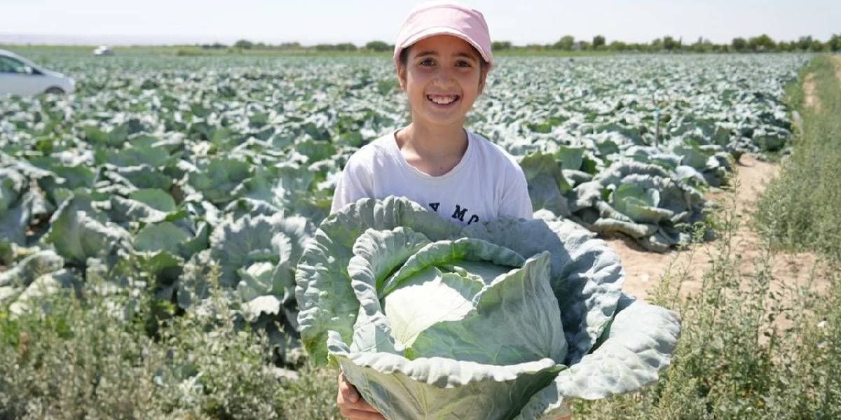 nigdede-lahana-hasadi-3