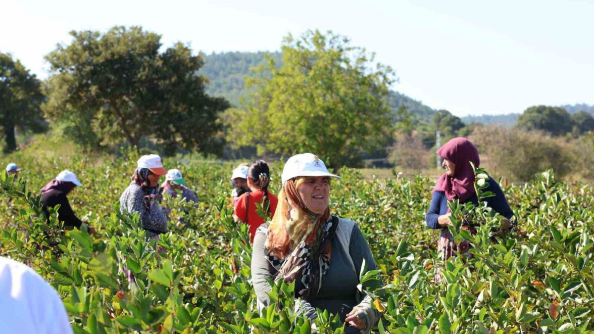 resim-2025-08-31-133656394