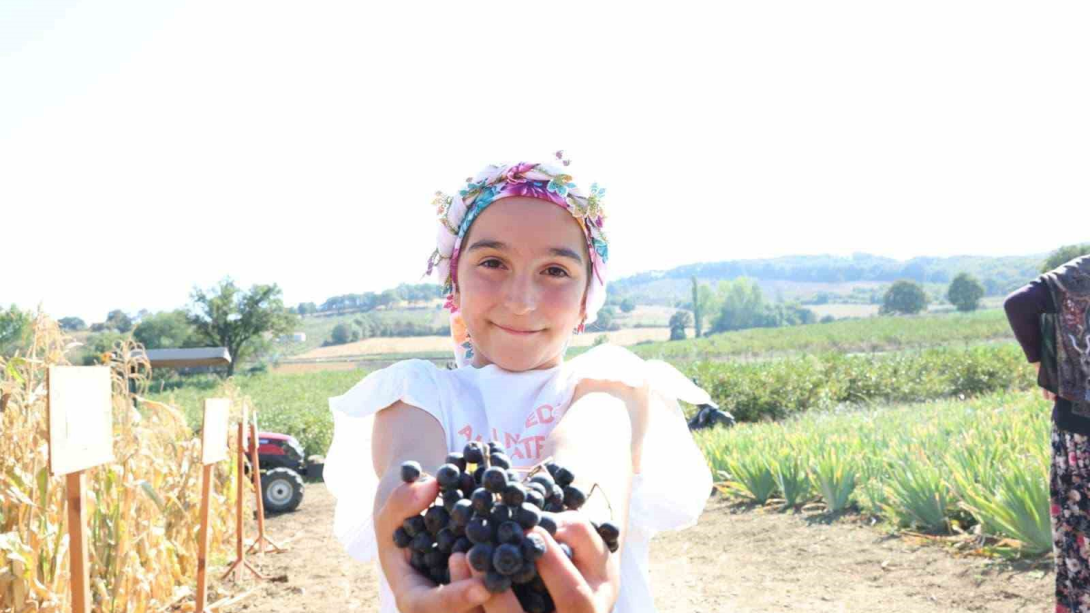 resim-2025-08-31-133716187