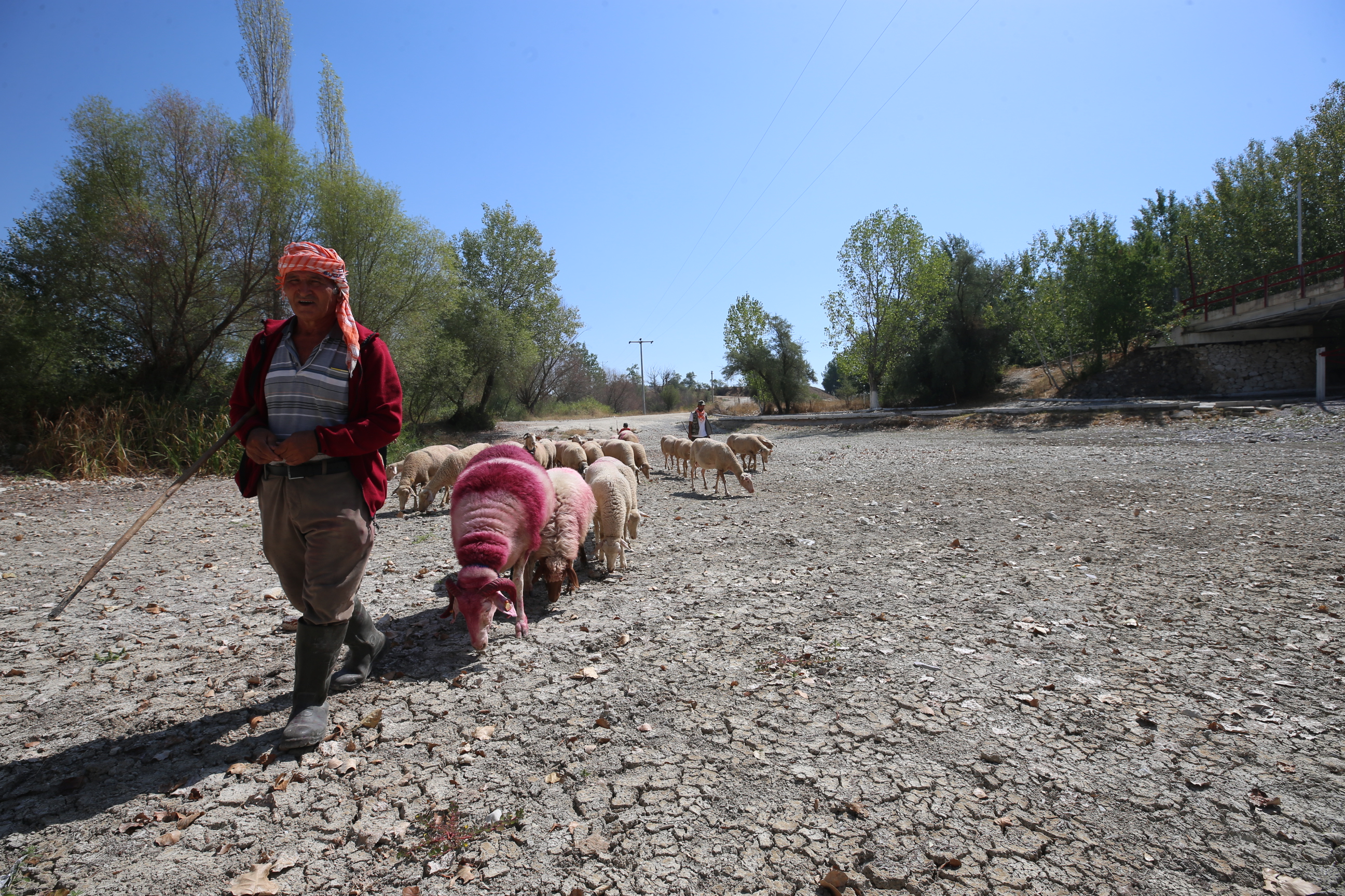 sudan-koyun-gecirme-1