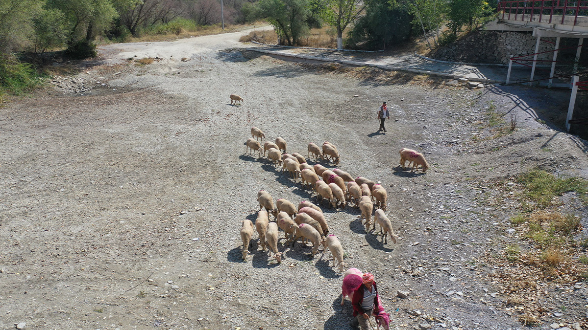 sudan-koyun-gecirme-2