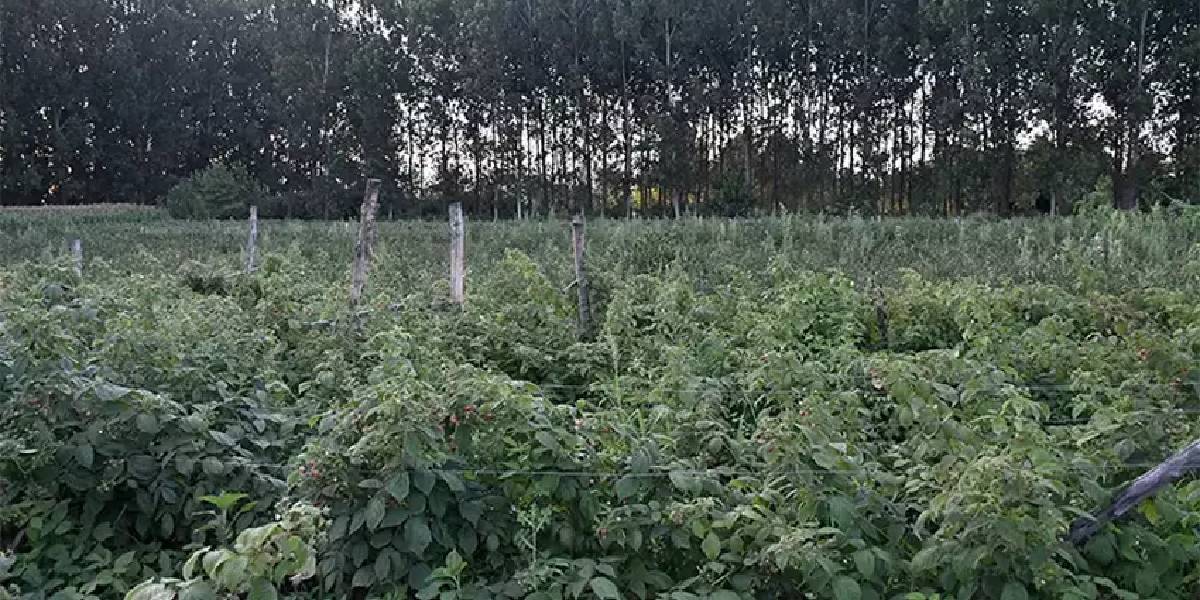 duzcede-babadan-kalma-1