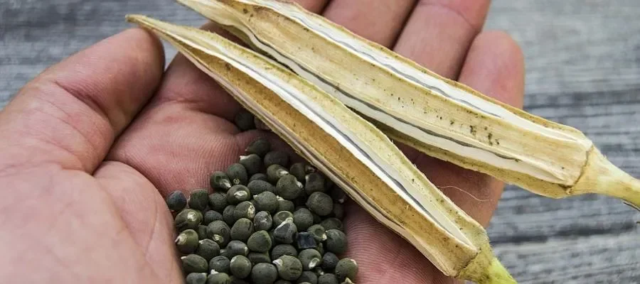 bamya-tohumu-cayi-nasil-yapilir