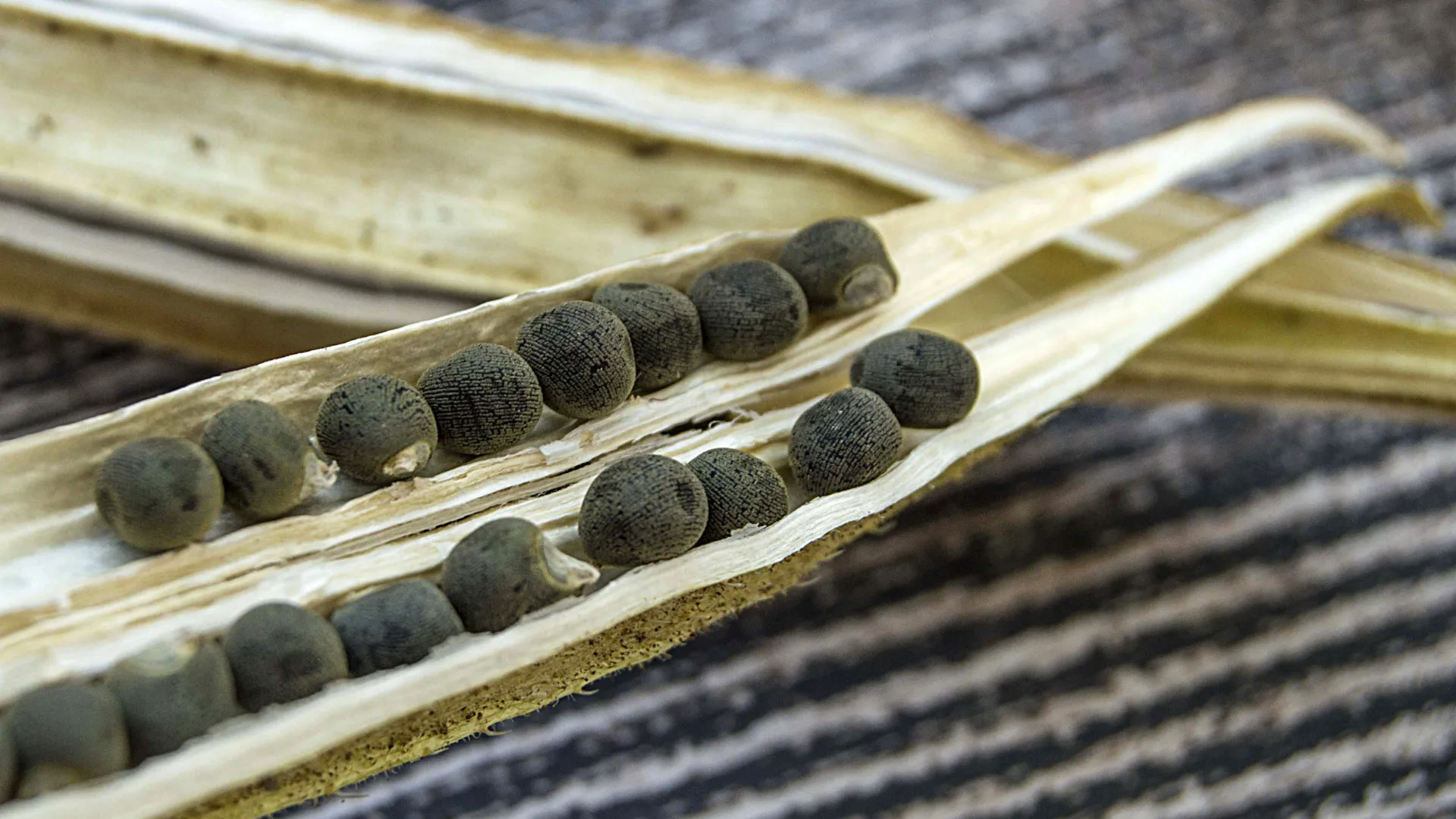 bamya-tohumu-faydalari-nelerdir-nasil-tuketilmelidir