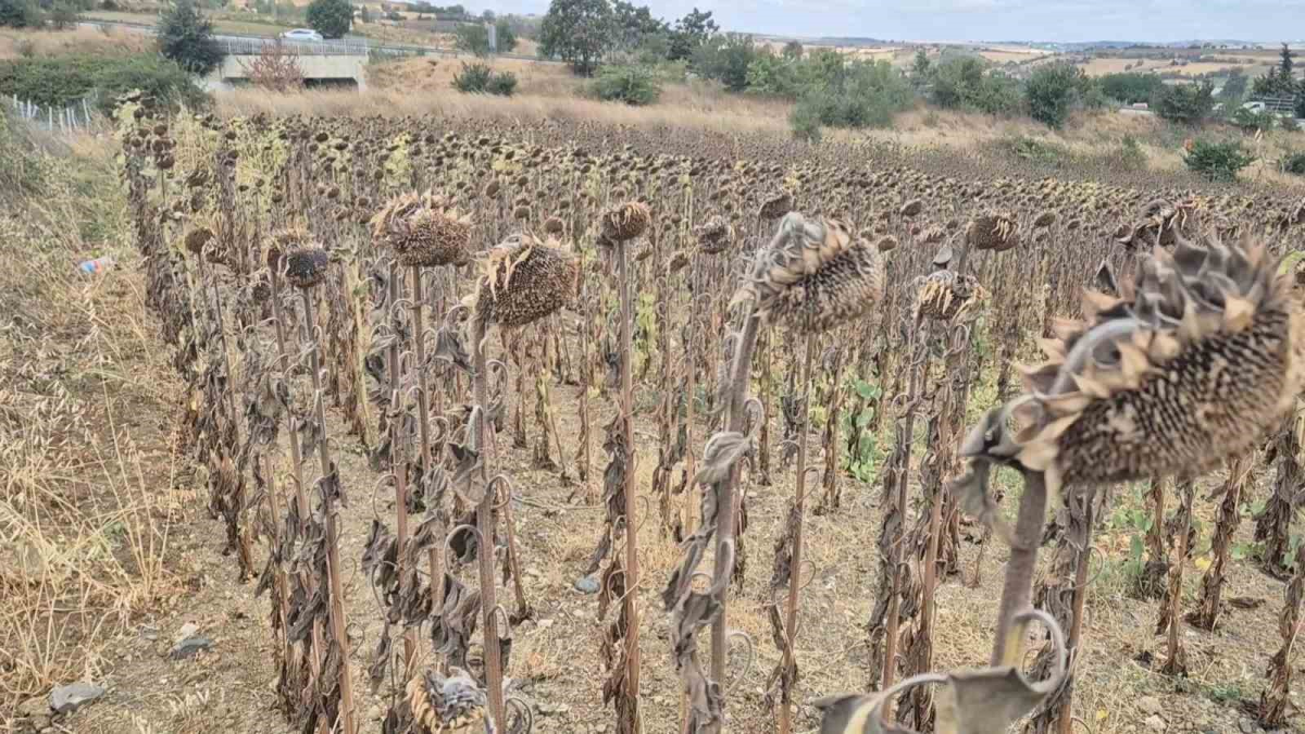 resim-2025-09-02-124717922