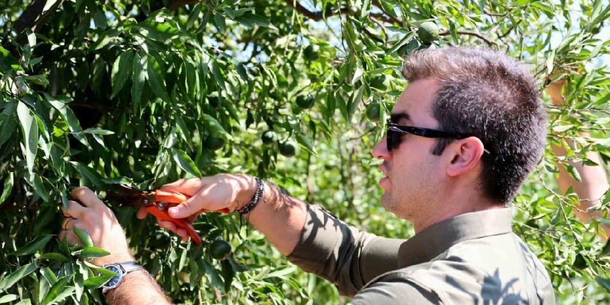 tamer-mandalinci-kimdir