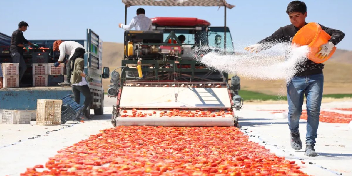 alatarla-domates-hasadi