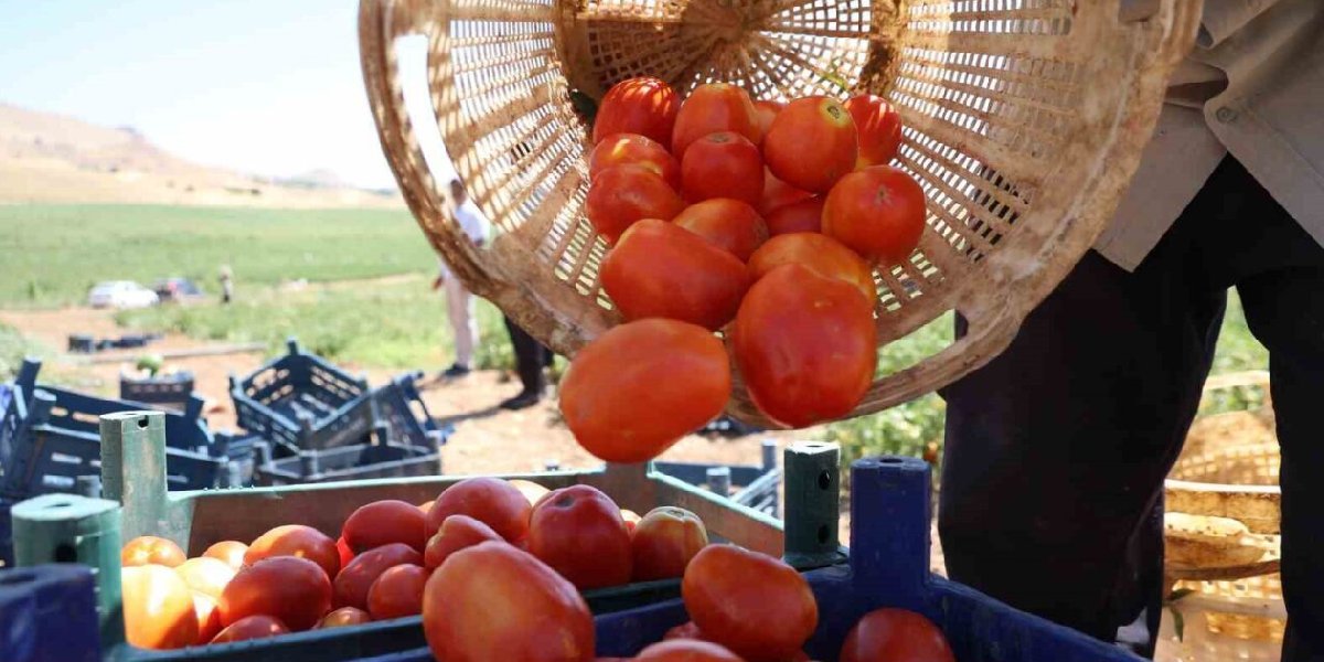 domates-hasat