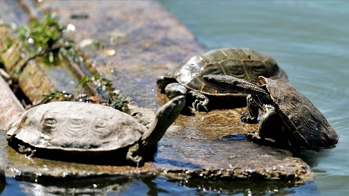 ankara-botanik-park-nerede-nasil-gidilir-2