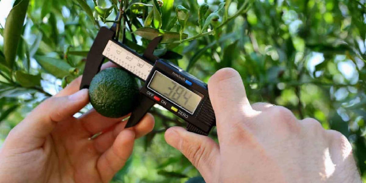 bodrum-yesil-mandalini-2