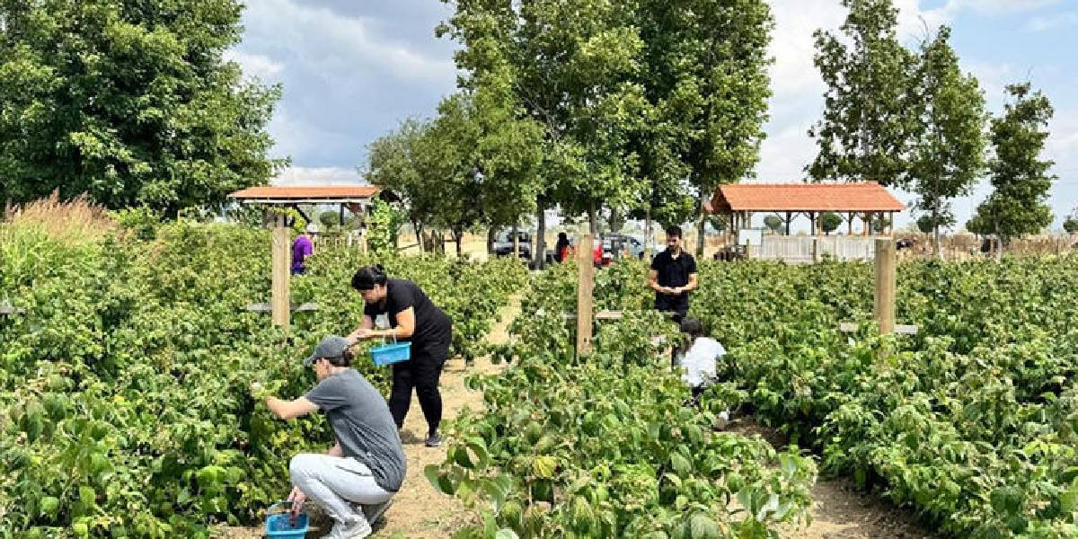 boluda-meyve-bahcesi-kuran-2