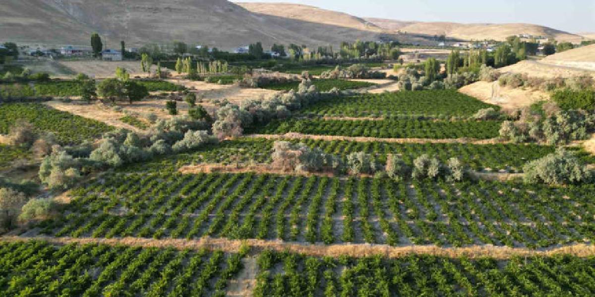 ercis-uzumunun-bag-bozumu-1